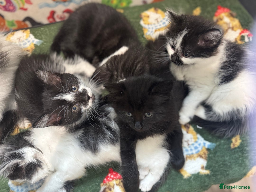 Mixed Breed cats for sale: Kittens  - Image 1