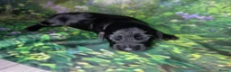 Mixed Breed dogs for sale: Field spaniel cross puppies kc Activity registered in Irvine - Advert 13