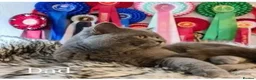 British Shorthair cats for sale: Full vaccination&Register GCCF BSH kittens 💝 - Advert 10