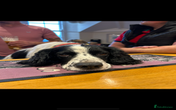 Sprocker dogs for sale: Sprocker Spaniel Puppies 🐶 - Image 12