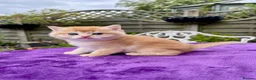 British Shorthair cats for sale: Golden, Golden Colourpoint & Silver Tipped - Advert 5