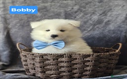Samoyed dogs for sale: Beautiful Samoyed Puppies! ✨* - Image 11