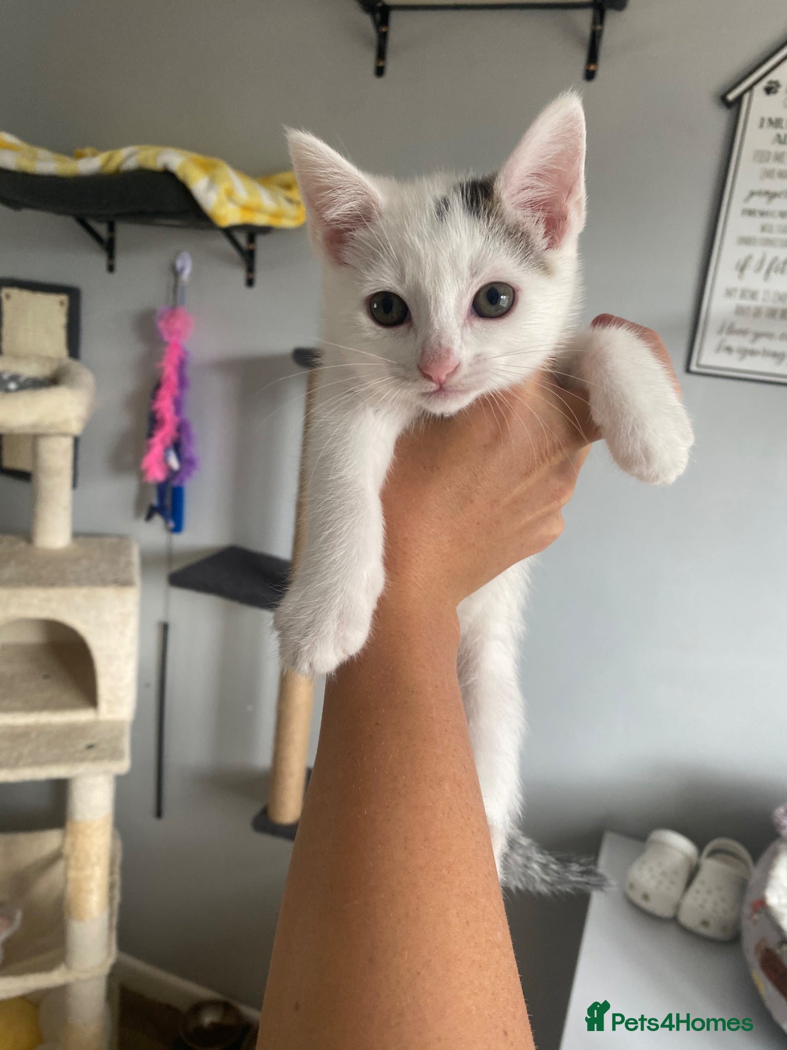 Mixed Breed cats for sale: Mixed breed female kittens - Advert 6