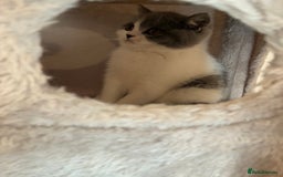 British Shorthair cats for sale: CHAMPION LINES TICA REGISTERED ACTIVE BI BSH GIRLS - Image 12