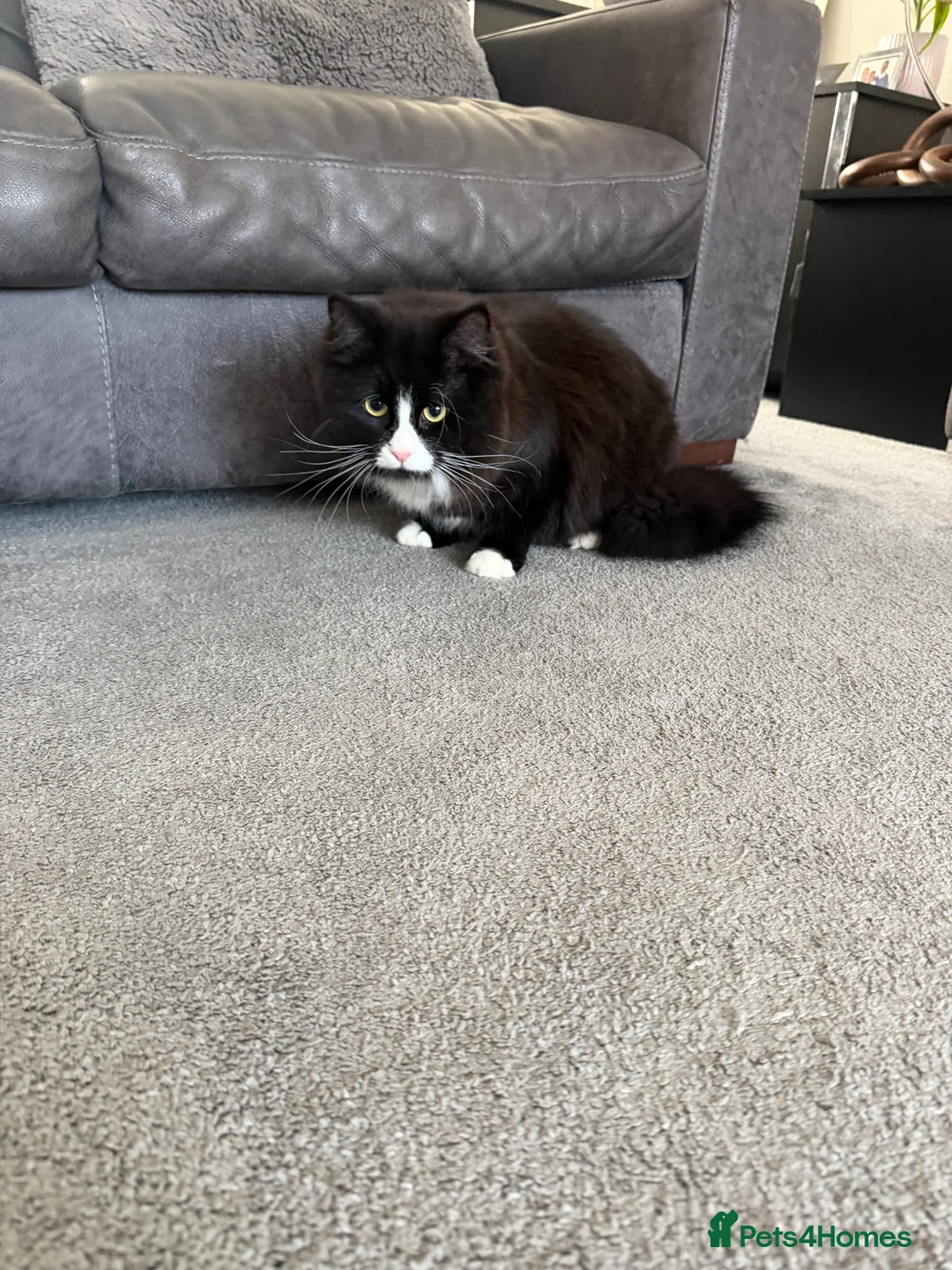 Mixed Breed cats for sale: 2 Beautiful cats  - Advert 4