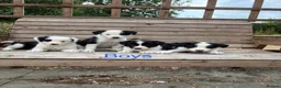 Border Collie dogs for sale: Border collie puppies for sale  in Montgomery - Advert 3