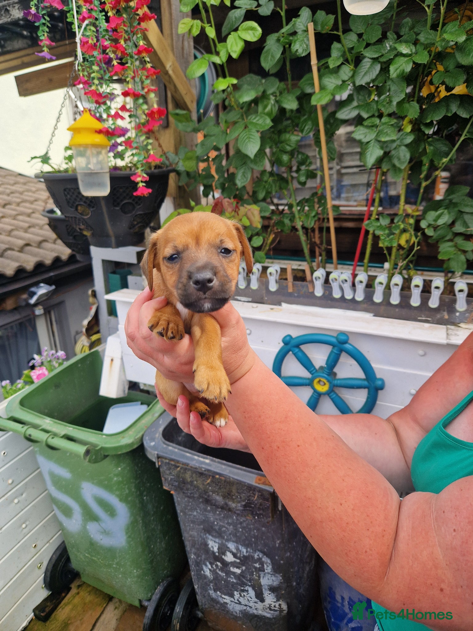 Plummer Terrier dogs for sale: Plummer cross lakeland puppy's  - Advert 6