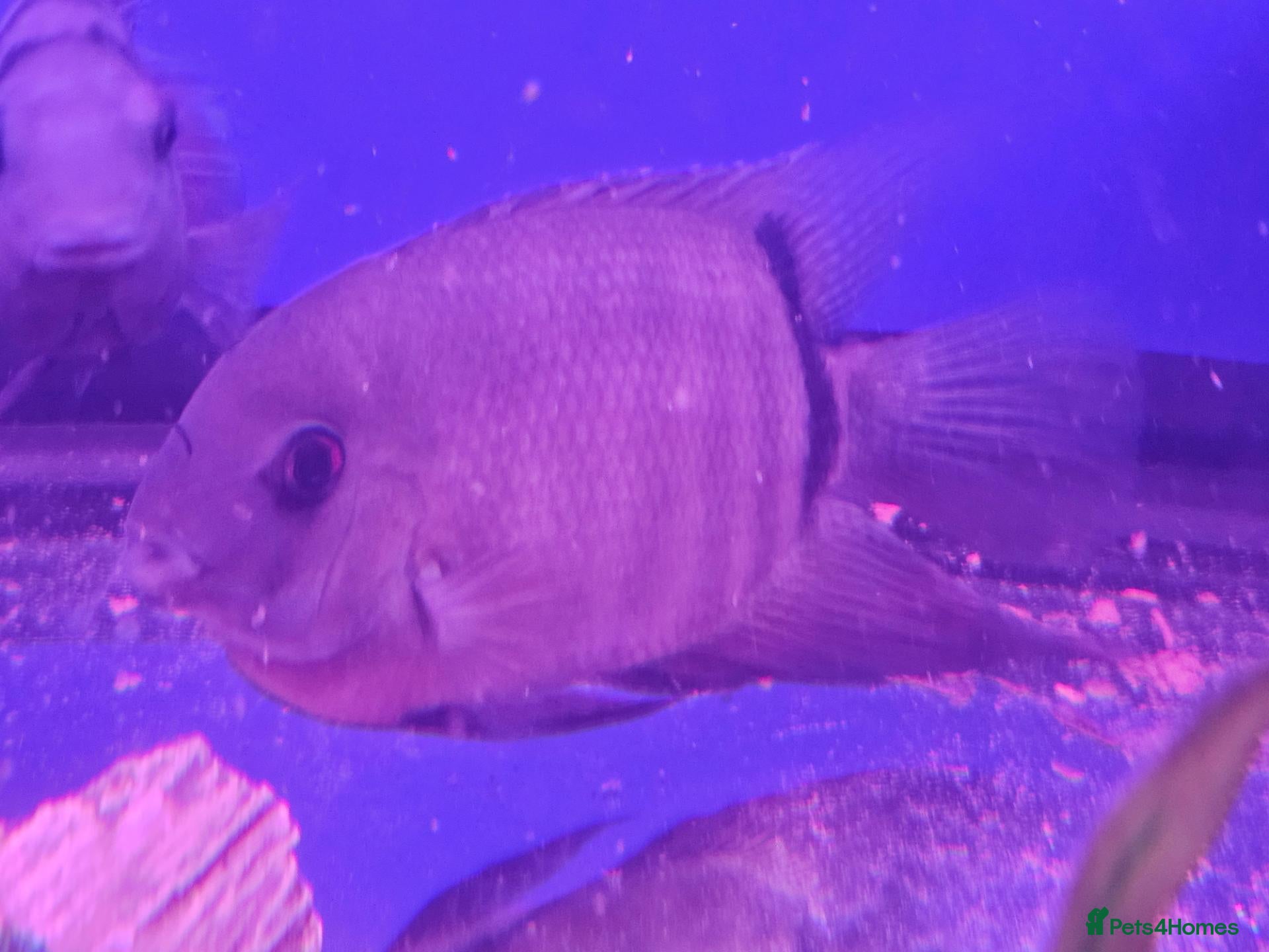Cichlids fish Green severum - Advert 15