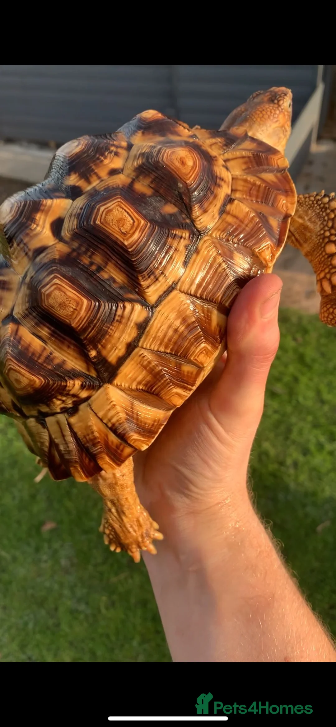 Tortoise reptiles for sale: LEOCATA TORTOISE 4 YEARS OLD - Advert 7