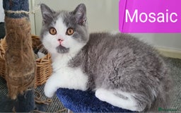 British Shorthair cats for sale: 4 PEDIGREE kittens READY TO GO! 2 LEFT - Image 16