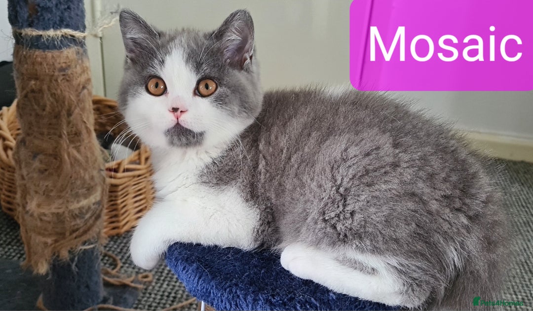 British Shorthair cats for sale: 4 PEDIGREE kittens READY TO GO! 2 LEFT - Image 16
