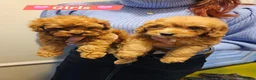 Cavapoo dogs for sale: 🩵🫧 4 Cavapoo Puppies 🫧🩵 - Advert 9