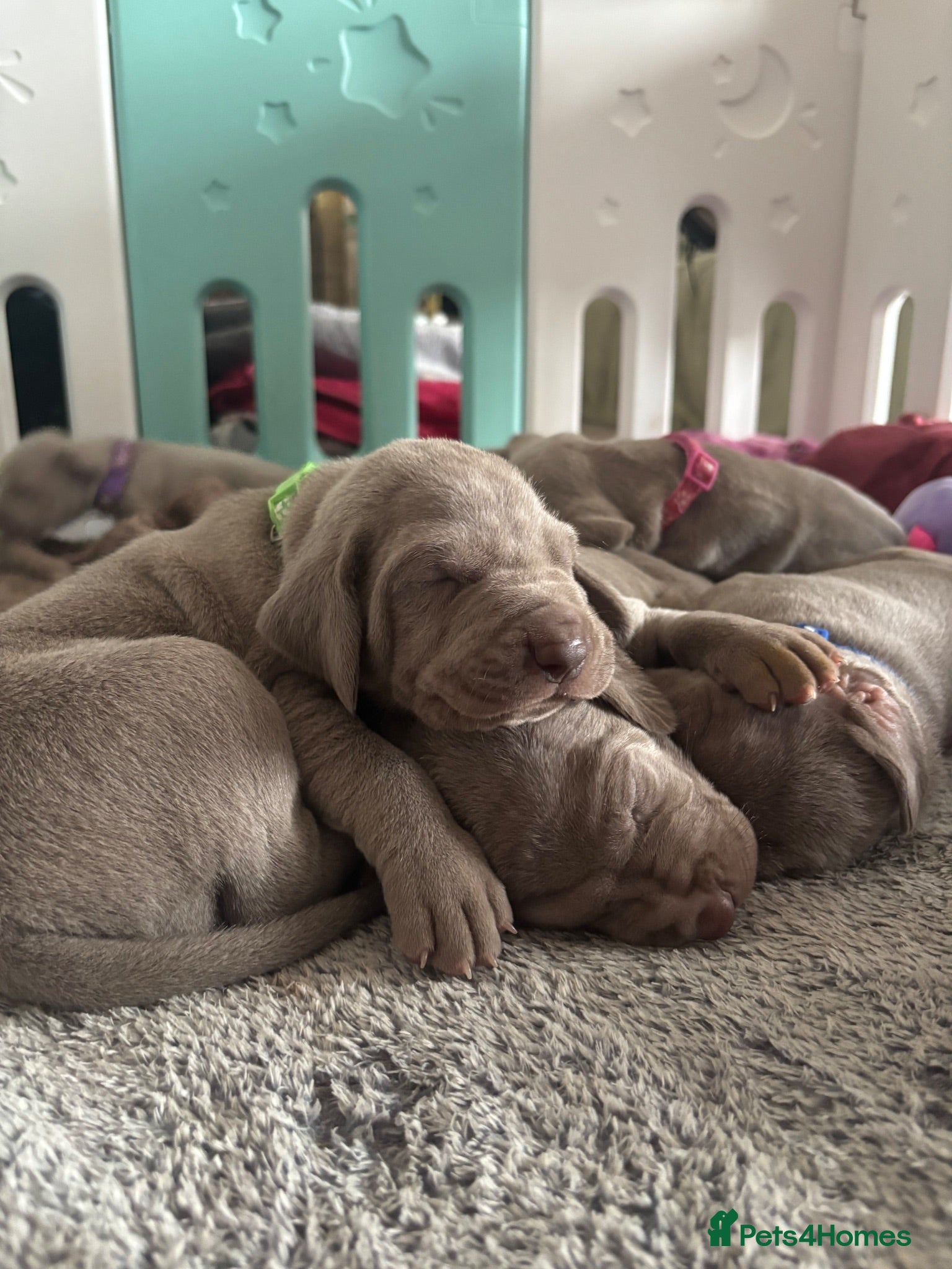 Weimaraner dogs 🩶Beautiful Silver KC Registered Weimaraner’s - Advert 12