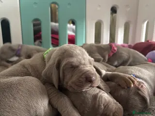 Weimaraner dogs 🩶Beautiful Silver KC Registered Weimaraner’s - Advert 12