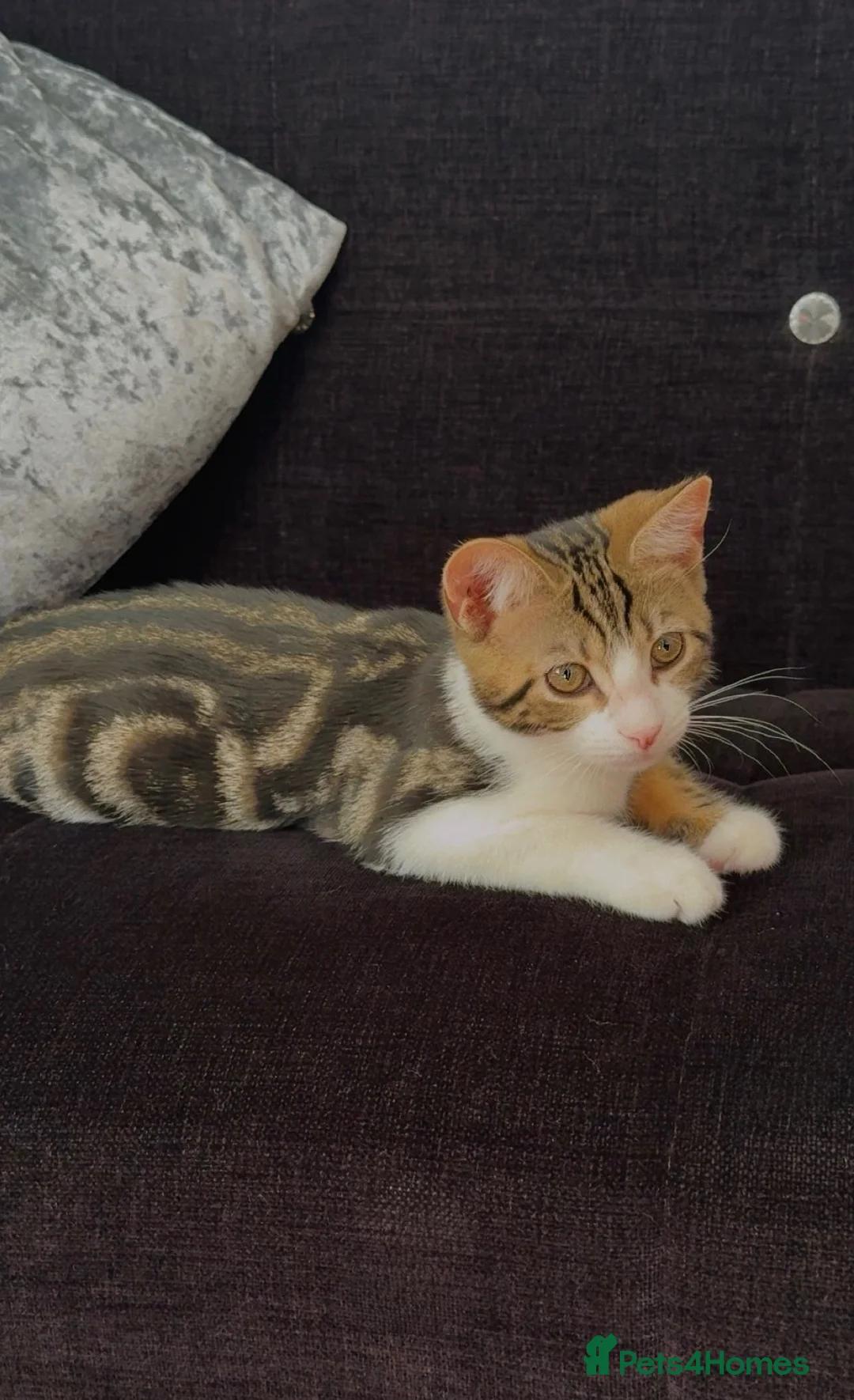 Mixed Breed cats for sale: Beautiful tabby cat looking for a forever home - Advert 2