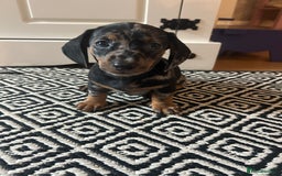 Miniature Dachshund dogs for sale: Miniature Dachshunds for sale  - Image 10