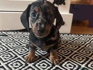 Miniature Dachshund dogs - Advert 19