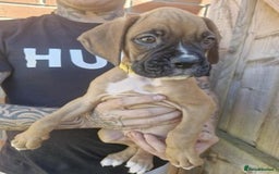 Boxer dogs for sale: Adorable Boxer Puppies Available  - Image 5