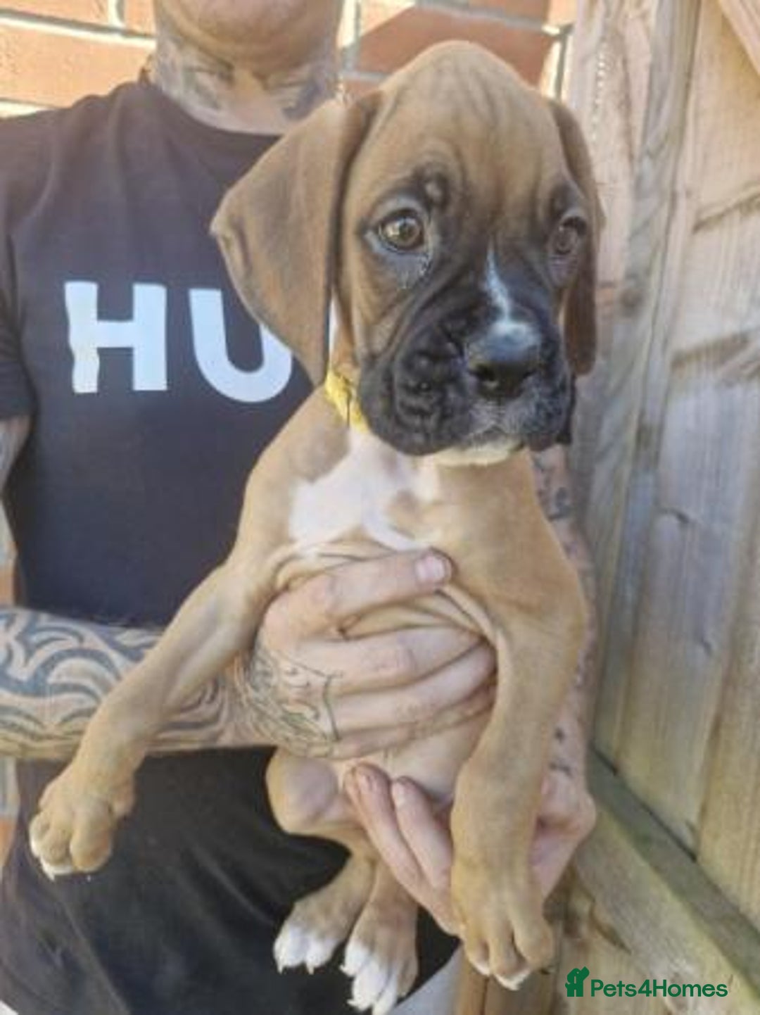 Boxer dogs for sale: Adorable Boxer Puppies Available  - Image 5