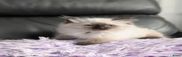 Ragdoll cats for sale: Ready! Stunning GCCF REG PEDIGREE RAGDOLLS - Advert 17