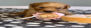 Golden Retriever Pink