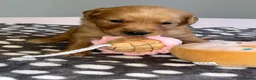 Golden Retriever dogs for sale: KC Fox Red Golden Retriever Puppies  in ELY - Advert 11