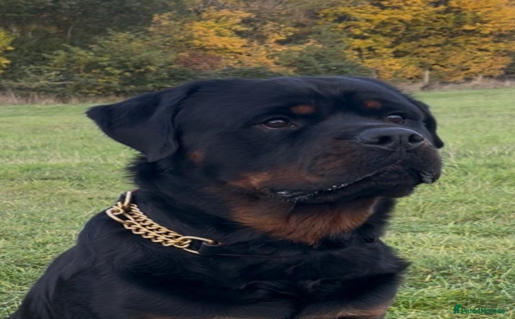Rottweiler dogs in Wellingborough - Advert 2