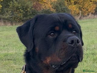 Rottweiler dogs Rottweiler DNA health tested,,EYE SCANNED in Wellingborough - Advert 10