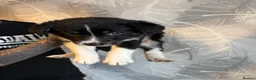 Mixed Breed dogs for sale: Border collie x golden retriever/Japanese akita in Chesterfield - Advert 7