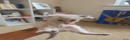 Ragdoll cats for sale: Accidental litter  - Advert 7