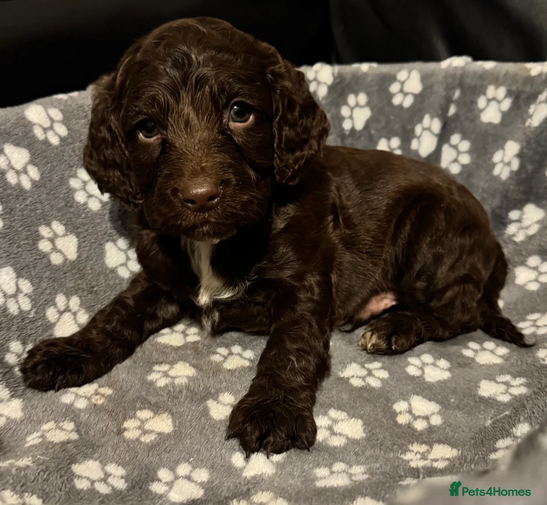 Mixed Breed dogs for sale: Gorgeous litter of 6 puppies  - Advert 7