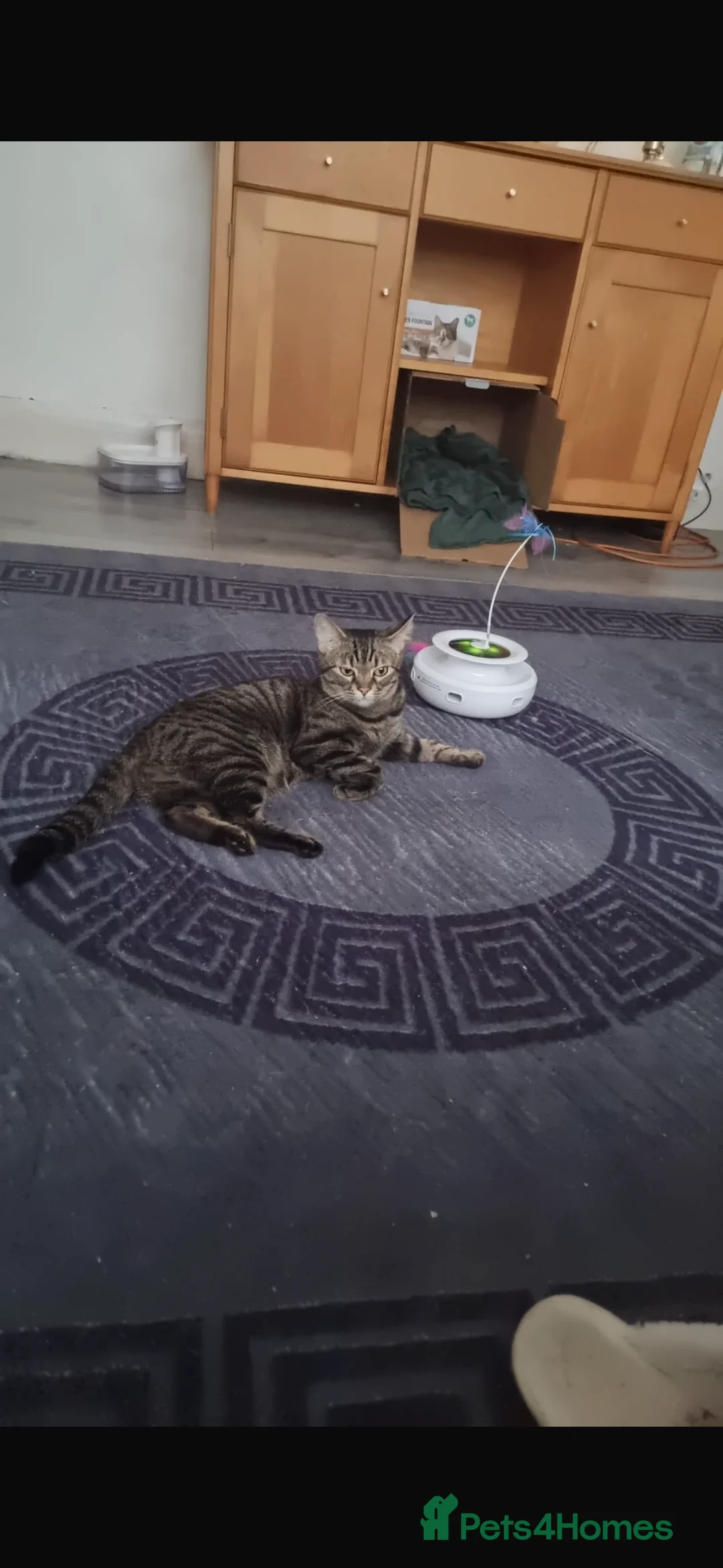 Mixed Breed cats for sale: Two adorable tabby kittens - Advert 11