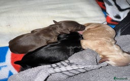 Mixed Breed dogs for sale: Sprockerpoo puppies for sale - Advert 5