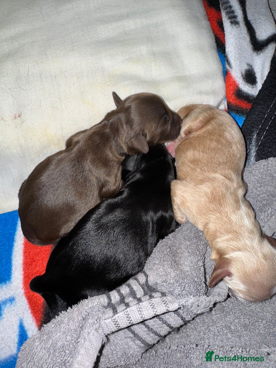 Mixed Breed dogs for sale: Sprockerpoo puppies for sale - Advert 5