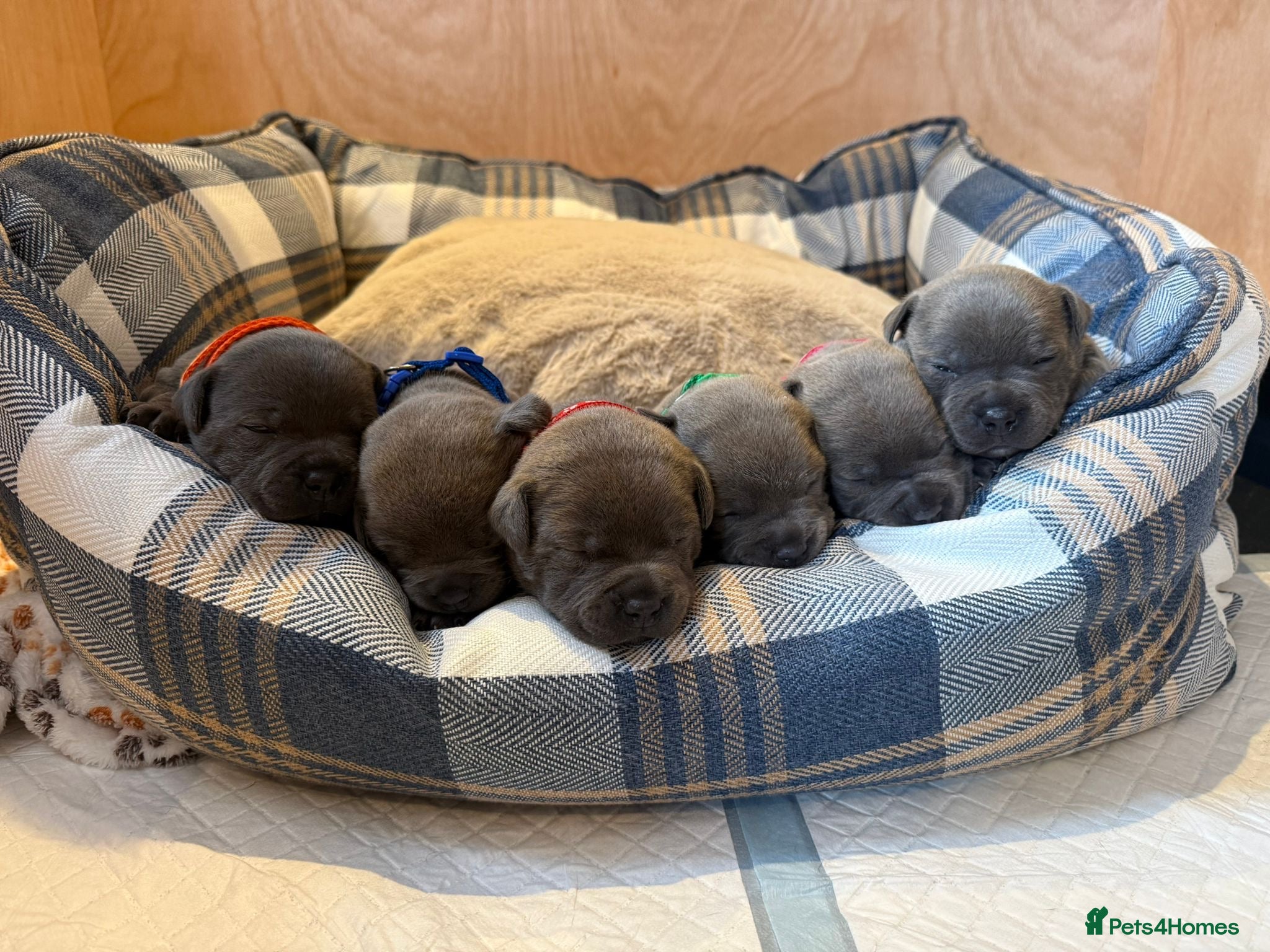 Staffordshire Bull Terrier dogs Stunning litter of 6 blue KC Staffy’s   - Advert 2