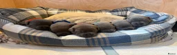 Staffordshire Bull Terrier dogs for sale: Stunning litter of 6 blue KC Staffy’s   - Advert 1