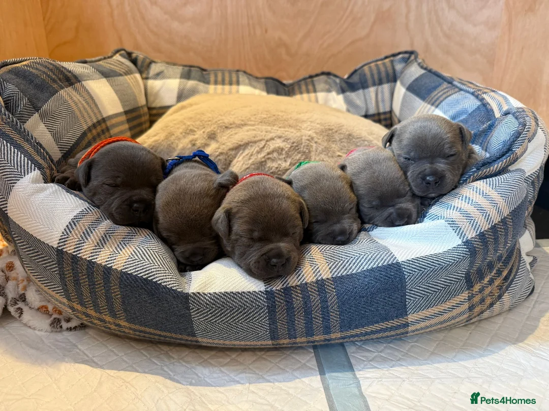 Staffordshire Bull Terrier dogs for sale: Stunning litter of 6 blue KC Staffy’s   - Advert 1