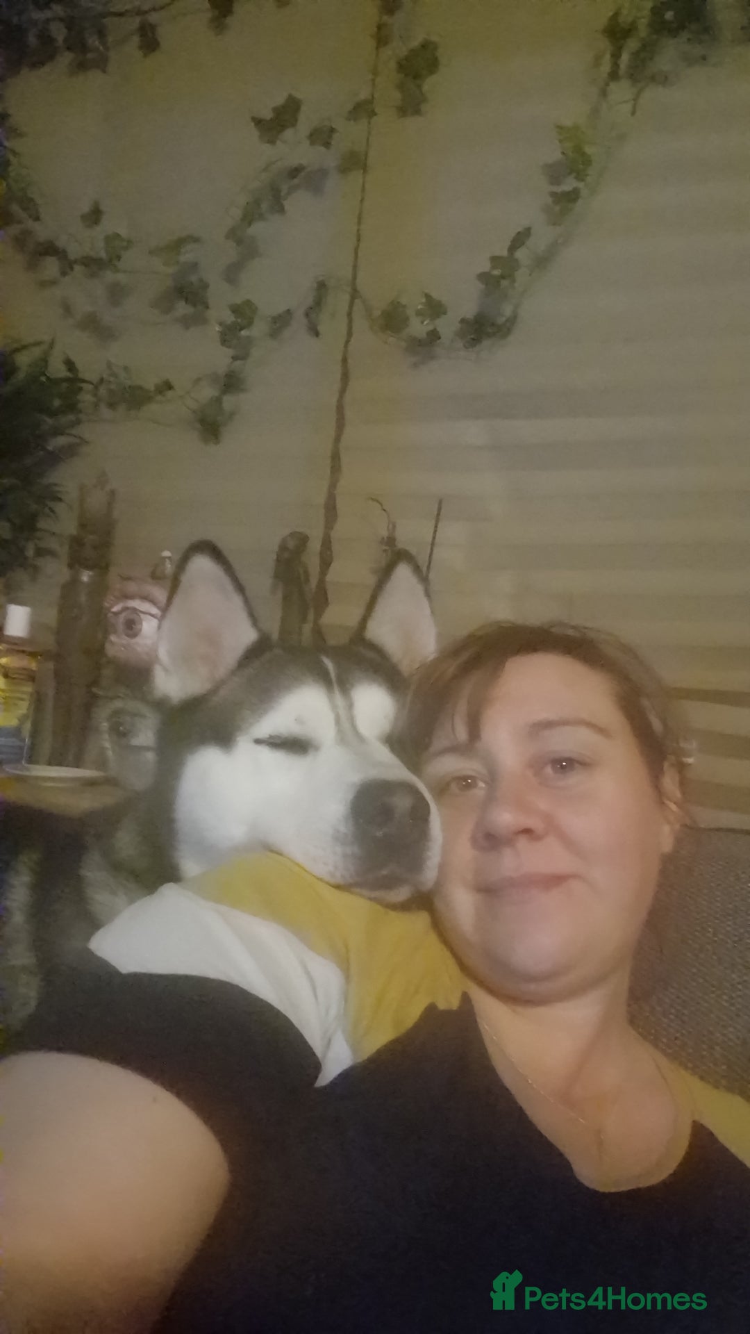 Siberian Husky dogs for sale: 4 yrs old husky - Image 4