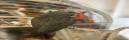 Parrots birds for sale: African grey timneh parrot in Smethwick - Advert 2