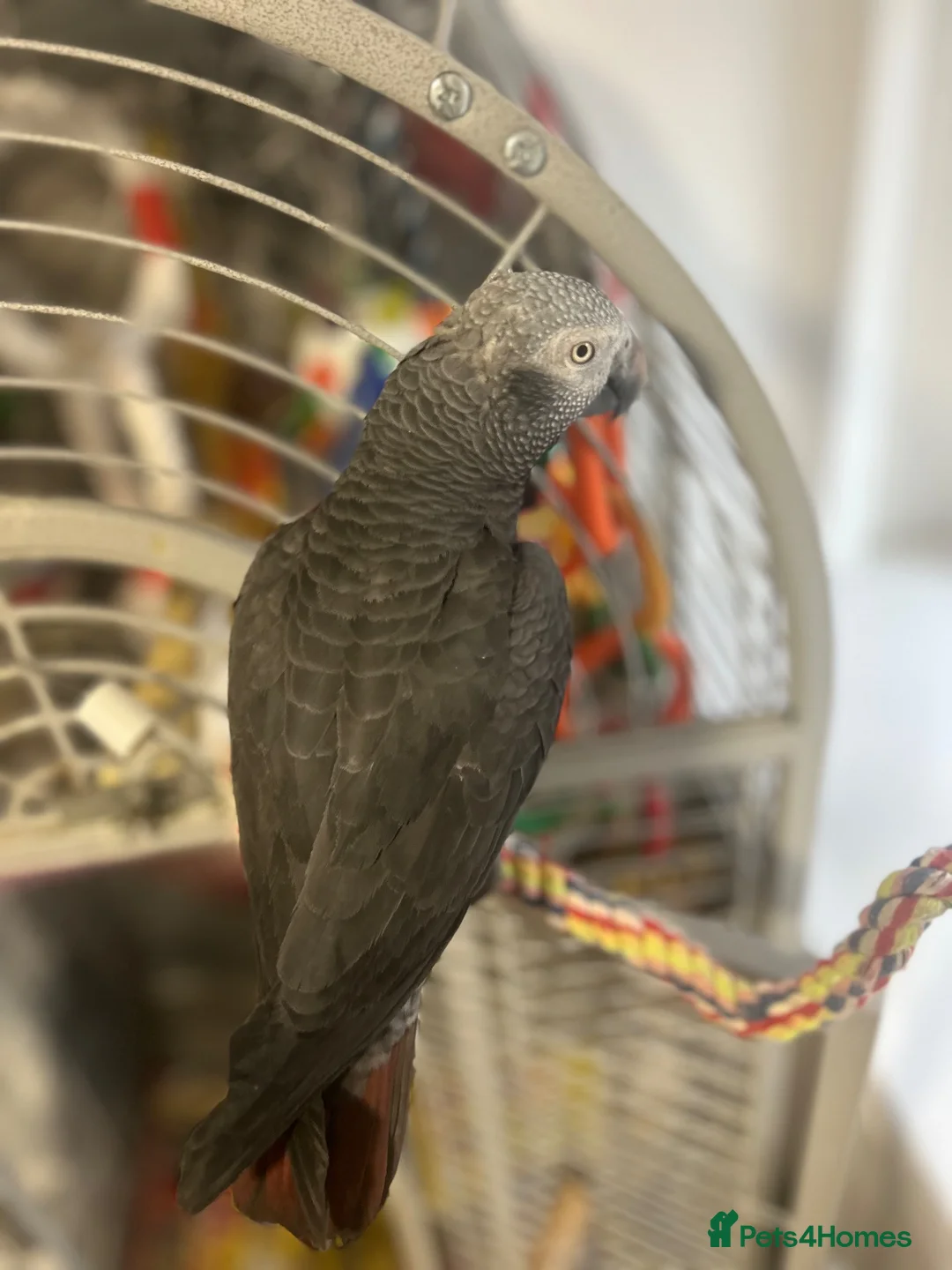 Parrots birds for sale: African grey timneh parrot in Smethwick - Advert 2