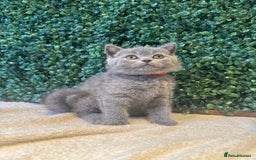 British Shorthair cats for sale: 💕British Shorthair Blue Kittens💕 - Image 24