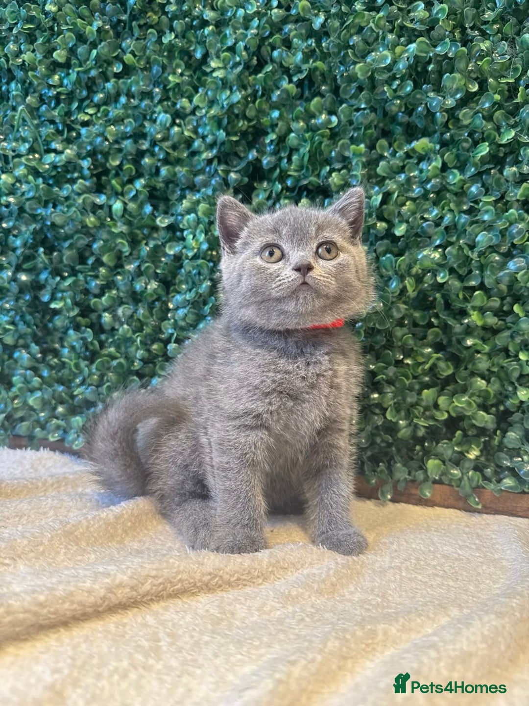 British Shorthair cats for sale: 💕British Shorthair Blue Kittens💕 - Image 24