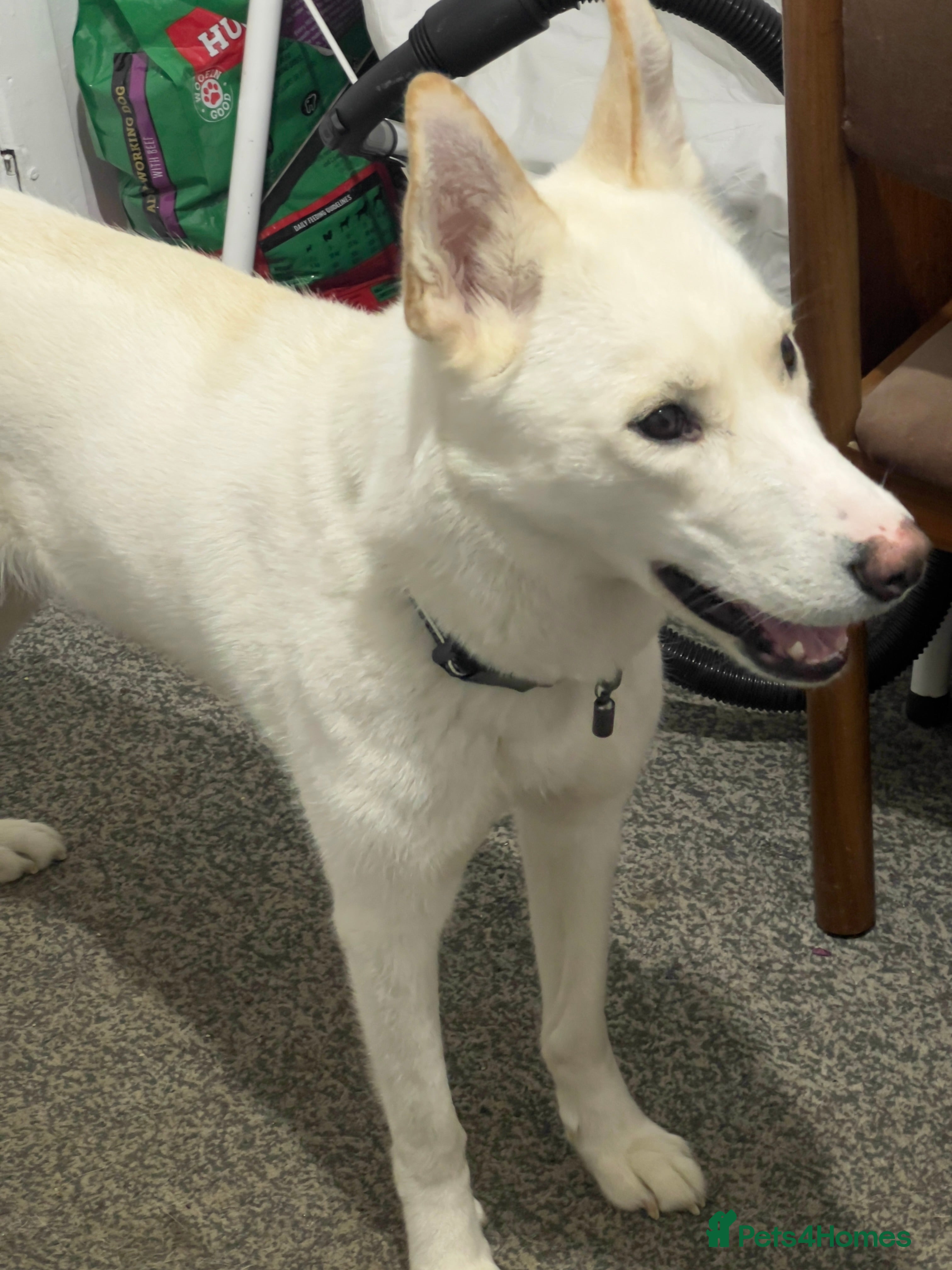 Siberian Husky dogs Beautiful and friendly Husky Vaccinated  - Advert 14