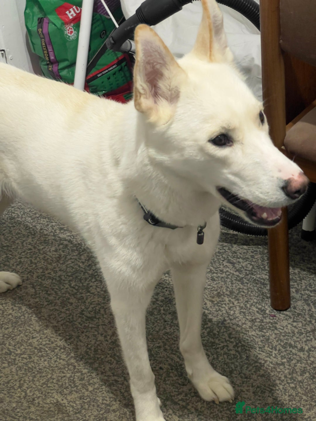 Siberian Husky dogs for sale: Beautiful and friendly Husky Vaccinated  - Advert 1