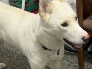 Siberian Husky dogs Beautiful and friendly Husky Vaccinated - Advert 14