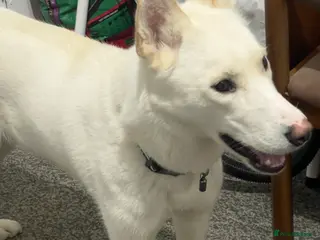 Siberian Husky dogs Beautiful and friendly Husky Vaccinated - Advert 17