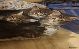 Maine Coon cats for sale: Beautiful Mainecoon X  9 kittens  - Image 38