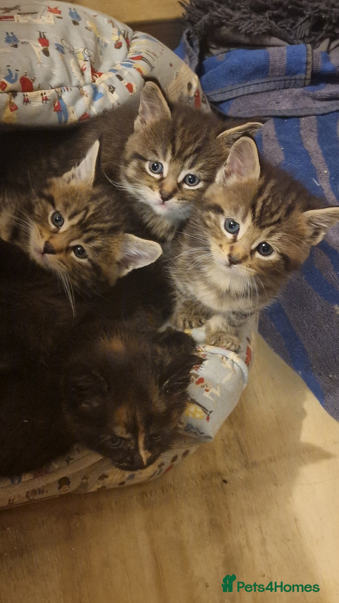 Maine Coon cats for sale: Beautiful Mainecoon X  9 kittens  - Image 38