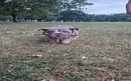 English Bulldog dogs for sale: Final Female English Bulldog available - Image 3