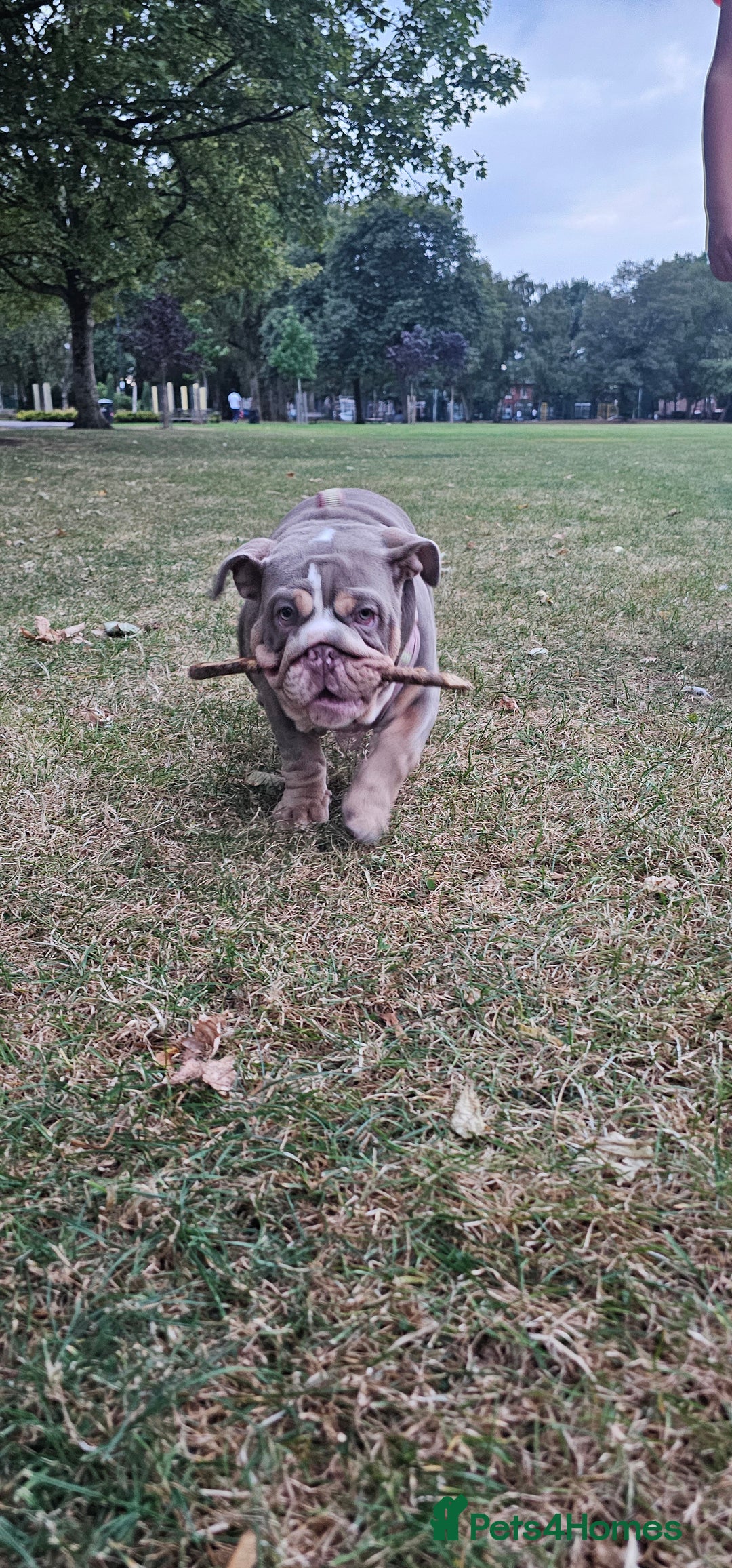 English Bulldog dogs for sale: Final Female English Bulldog available - Image 3